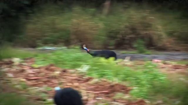 Letter C - Alphabet Animals with Animal Names & Animal Sounds смотреть онлайн