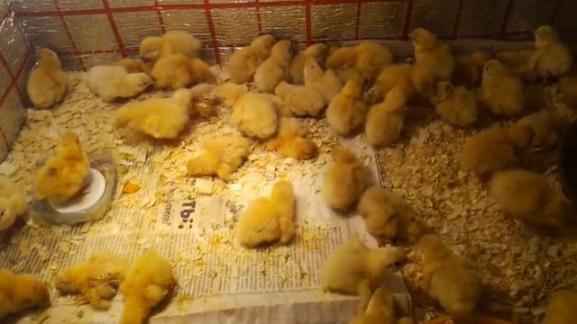 Шок !!!!! Неудачный опыт разведение перепелов.