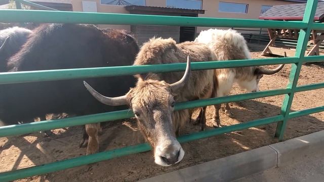 Планета Обезьян, Зоопарк, Экзотик парк смотреть онлайн