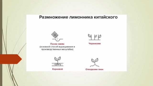 Волшебный сад. Лимонник и лимонное дерево
