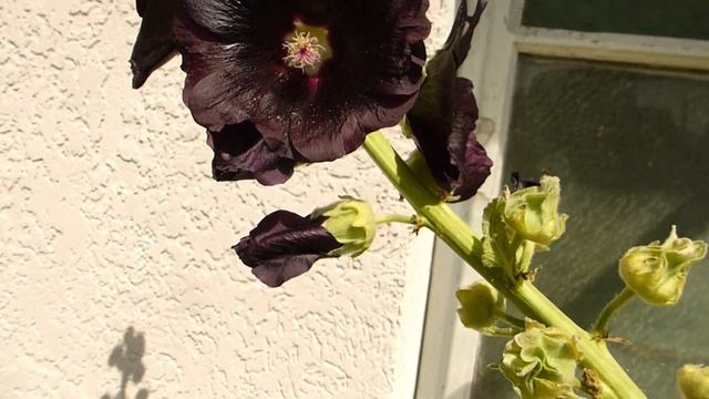 Чёрная мальва. смотреть онлайн