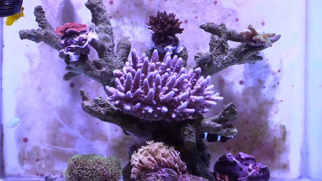RELAX: Nuvo Micro 30 Update NEW purple/blue acropora colony - with natural rain sounds смотреть онлайн