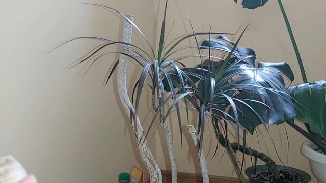 Сажаю черенки ДРАЦЕНЫ с корнями и без корней, Опять только одна макушка смотреть онлайн