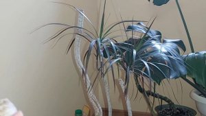 Сажаю черенки ДРАЦЕНЫ с корнями и без корней, Опять только одна макушка