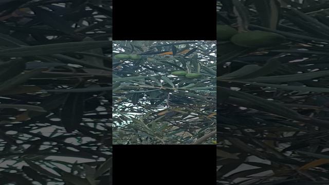 Крым Ялта Олива