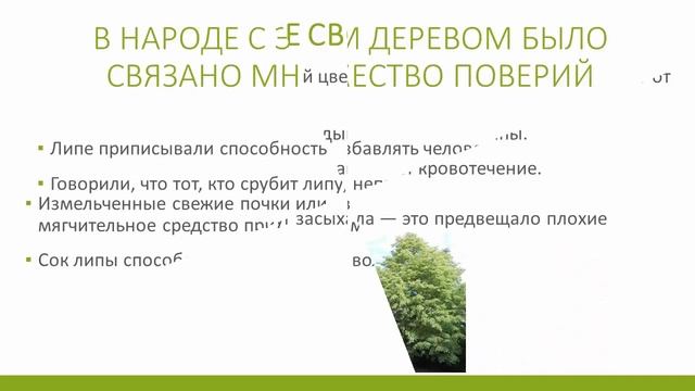 Время собирать липовый цвет. 4 июля - Ульянов день, лучший день для сбора липового цвета