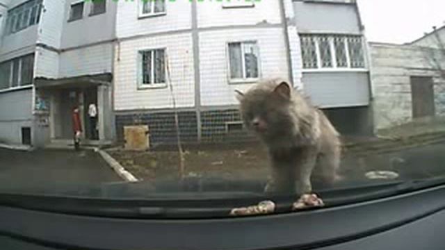 Кот наблевал на капот! смотреть онлайн