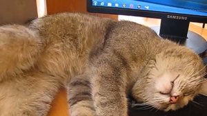 Котяра уснул за компом