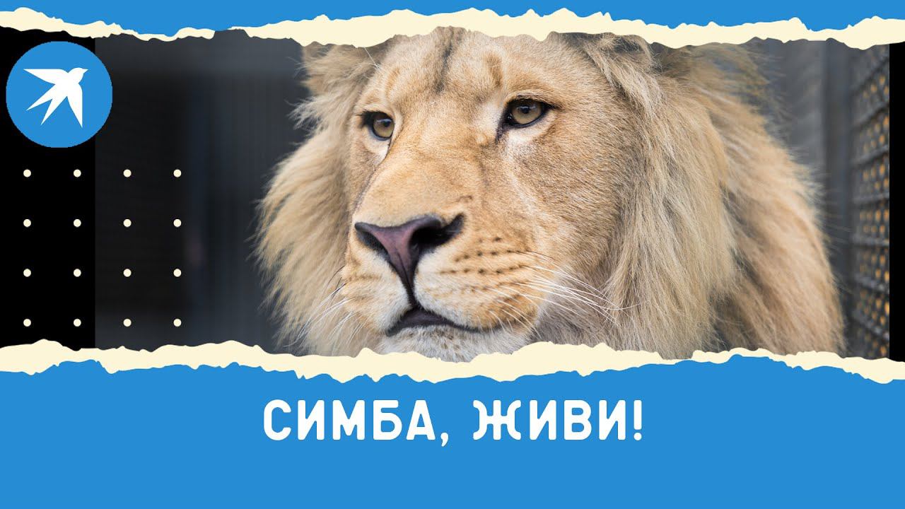 Симба живи. Simba жив. Жилсимба шкампунь.