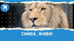Симба, живи!
