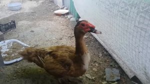 Мускусные индоутки утки плюсы и минусы содержания и разведения