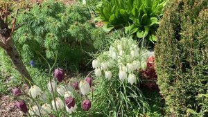 Рябчик шахматный