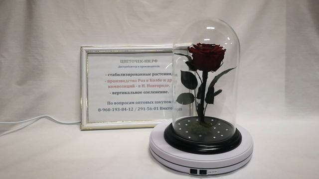 Бордовая роза премиум с декором из страз в стеклянной колбе