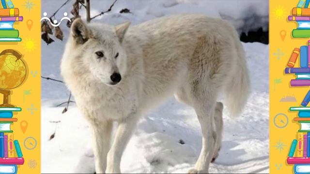 Школа Шишкиного Леса. География. Животный мир тундры