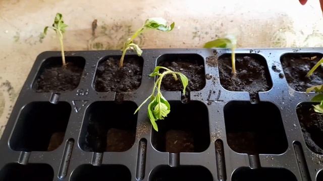 Живу в селе!Почему они упали?Быстрый суп. смотреть онлайн