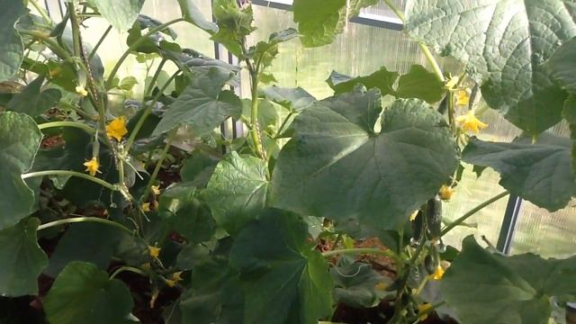 Когда и как часто поливать огурцы!?!? смотреть онлайн