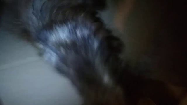 Бездомная кошка родила котят смотреть онлайн