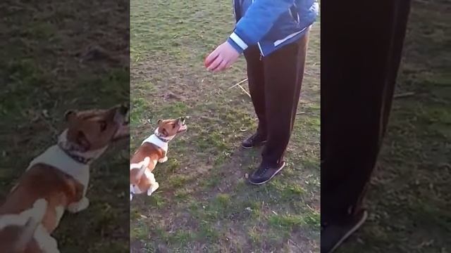 Джек Рассел замедленная съемка. Slow motion смотреть онлайн