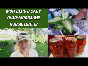 Мой день в саду/Помидоры разочаровали/Новые цветы/Томаты в собственном соку ленивым способом