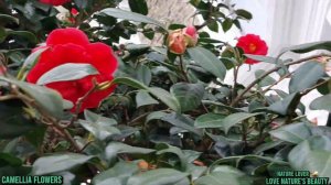 Most beautiful Camellia Red Flowers, Love nature's @Love nature's beauty