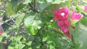 PRIMAVERAS florescendo no VERÃO 🏜🌞🍃🍂