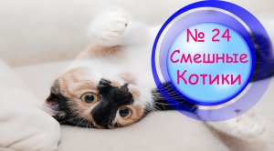 Котики Смешные?№ 24