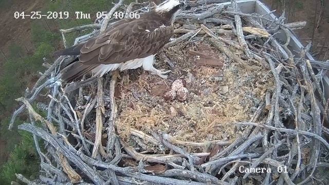 Две скопы в гнезде смотреть онлайн