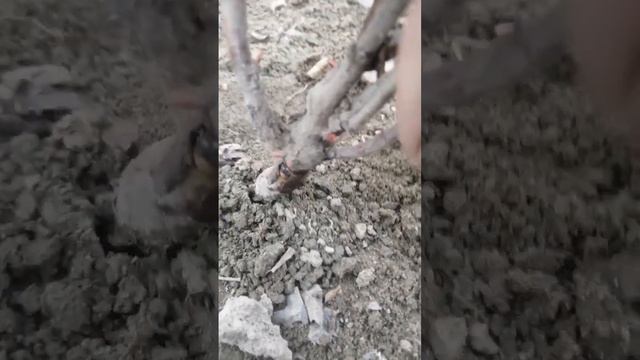 Обрезка шиповника-подвоя весной.
