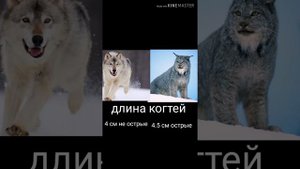 Рысь против Волка . Кто сильнее?