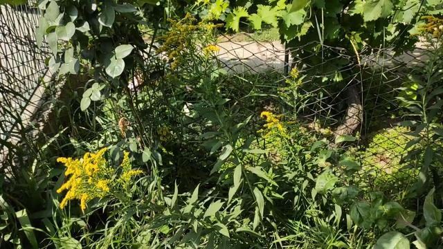 Velika Zlatnica / Solidago Gigantea смотреть онлайн