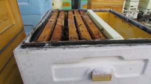 зимовка пчел на воле - делю гнездовые рамки на 2 части и зимую на узковысоком гнезде