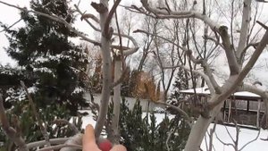 ГРУША. Компактность и урожай с помощью отгибания.