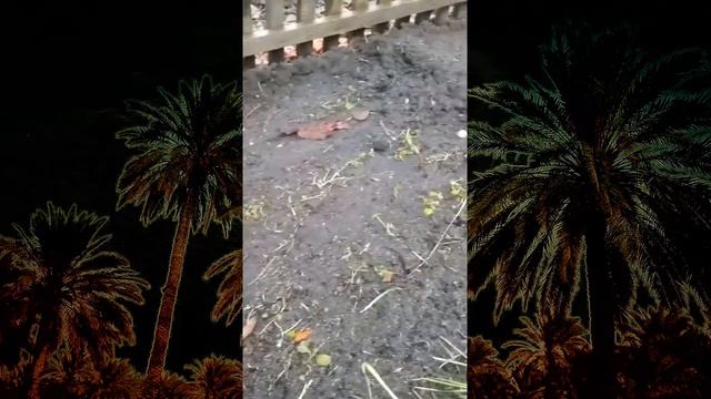 Аномальная зима. Трава зеленеет смотреть онлайн