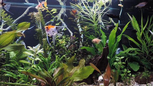 Снимаем урожай эхинодорусов смотреть онлайн