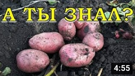 Собираем КАРТОШКУ правильно??? УРОЖАЙ 2020