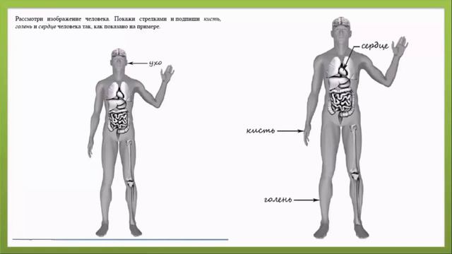 ВПР по окружающему миру 4 класс. Вариант 17. Задание 5 смотреть онлайн