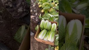 обзор пекинской капусты Эндуро 2022