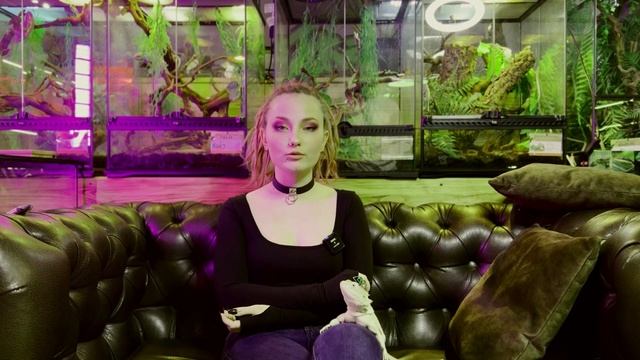 У ЭТОГО ДРАКОНА НЕТ КРЫЛЬЕВ, НО ЕСТЬ БОРОДА/ВСЯ ПРАВДА О БОРОДАТЫХ АГАМАХ смотреть онлайн