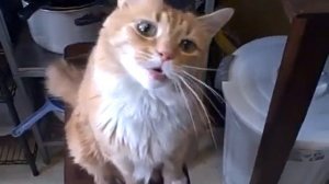 Кот улыбается