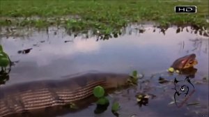 Самая большая змея в мире 🐍