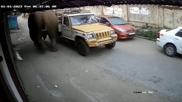 Когда животные впадают в ярость! Случаи, Когда Дикие Животные Атакуют Автомобили смотреть онлайн
