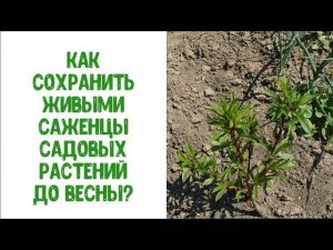 Как сохранить живыми саженцы садовых растений до весны?