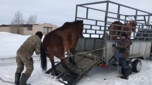 СКОТОВОЗ:::КОНЕВОЗ.