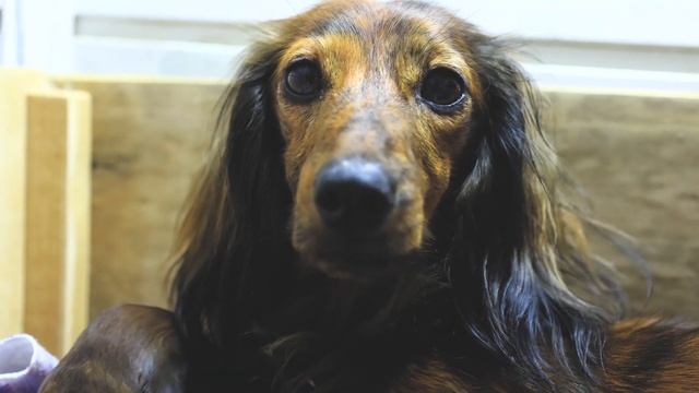 Спят усталые таксюшки… Вот оно счастье! смотреть онлайн