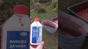 обработка чеснока препаратом максим дачник