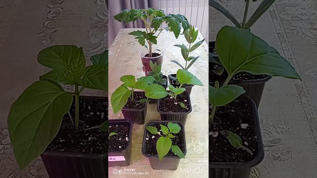 Всё о подкормках рассады. смотреть онлайн