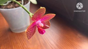 Первое домашнее цветение орхидеи Mituo Gigan Dragon Litchi #phal #цветениеорхидей #обзорорхидей