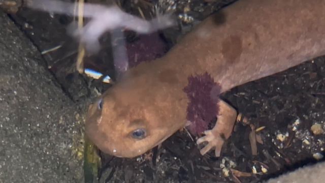 GIANT TROUT Fishing & SOLO Camping!!! (Catch & Cook Movie) смотреть онлайн