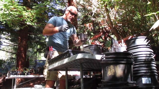 Blue form Sabal minor Palm Seedlings смотреть онлайн