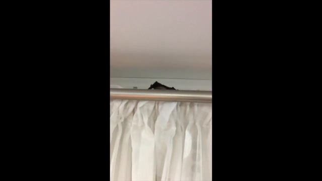 Нападение летучей мыши (+18) смотреть онлайн